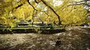Seorang anak duduk di bawah dedaunan musim gugur ketika orang-orang menikmati cuaca di Gyoen Park di Tokyo (5/12/2019). Gyoen Park telah menjadi taman nasional di bawah yuridiksi Kementerian Lingkungan Hidup Jepang. (AFP/Charly Triballeau)