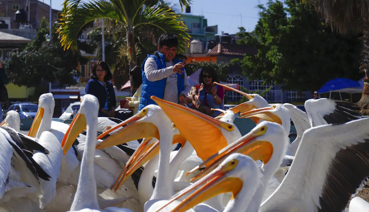 Seorang turis memberi makan kawanan pelicanos borregones atau pelikan putih di Danau Chapala, Petatan, Meksiko, 5 Februari 2022. Kawanan pelikan putih terbang dari Kanada dan Amerika Serikat ke iklim yang lebih hangat di Pulau Petatan. (AP Photo/Armando Solis)