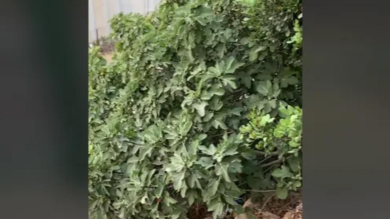 Buah tersebut tumbuh di dekat tembok perbatasan antara Lebanon dengan Israel. Seperti yang terlihat, pohon buah dari Surga ini berada begitu dekat dengan tembok perbatasan. <br>