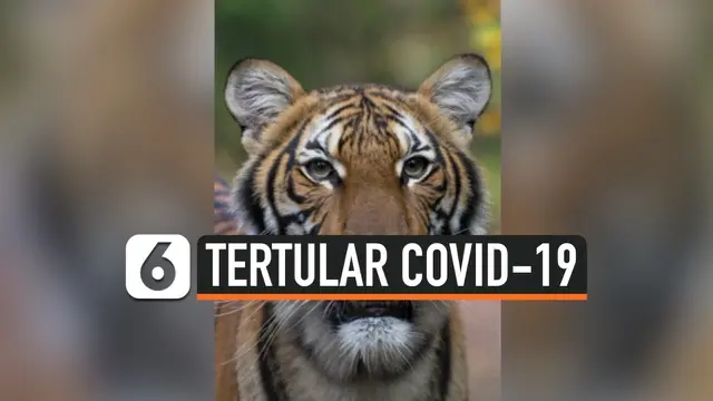 THUMBNAIL HARIMAU