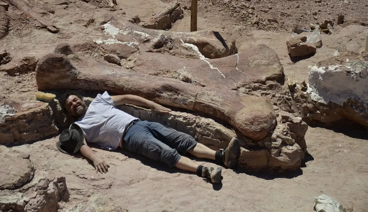 Diberitakan BBC, fosil ditemukan seorang pekerja pertanian lokal yang tersandung bebatuan di padang pasir dekat La Flecha, sekitar 250 km barat dari Trelew, Patagonia (AFP PHOTO / Museo Egidio Feruglio).