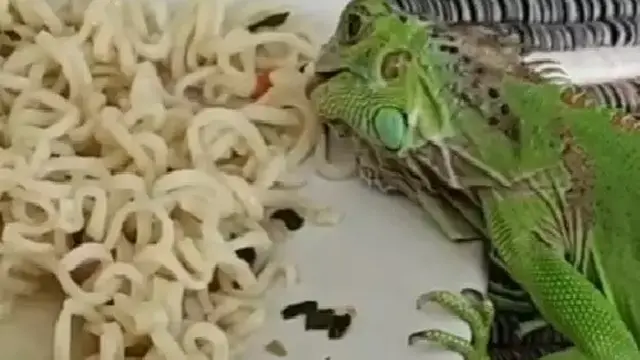 7 Potret Nyeleneh Hewan Suka Makan Mi Ini Bikin Geleng Kepala