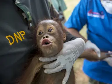 Anak Orang Utan saat diambil sampel darah di pusat konservasi Kao Pratubchang, Thailand, Kamis (27/8/2015). Petugas Konservasi melakukan pemeriksaan terhadap Orang Utan asli Indonesia yang disita dari taman hiburan di Phuket. (REUTERS/Athit Perawongmetha)