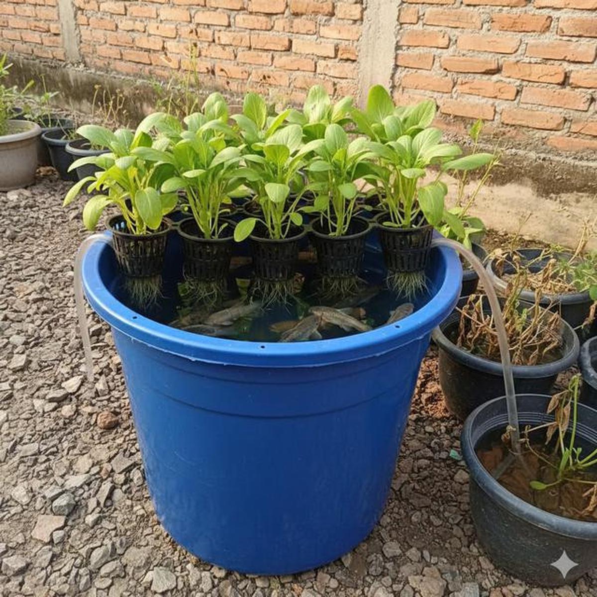 7 Cara Mudah Bikin Aquaponik di Rumah Pakai Ember untuk Pemula