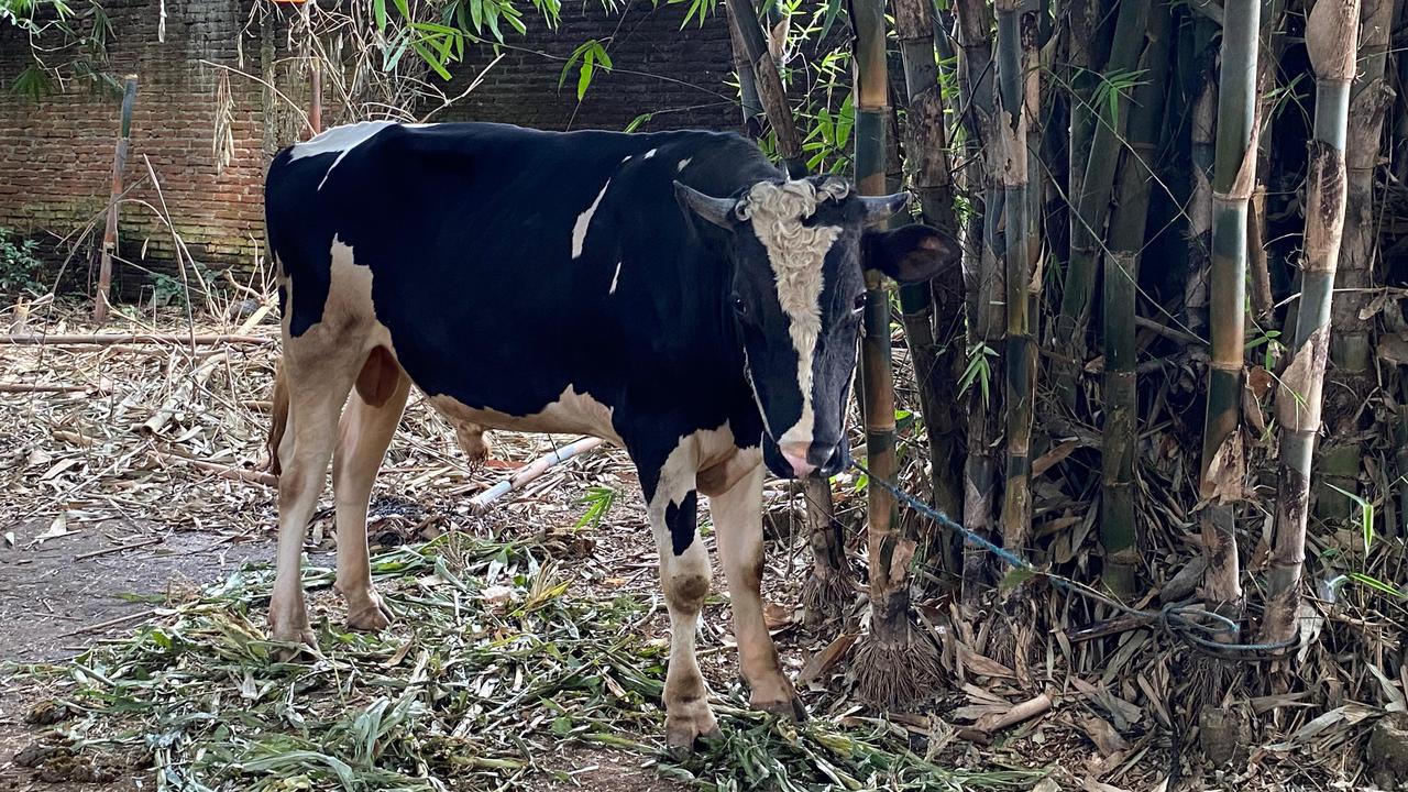 Lembaga ini Gelar Pemotongan Hewan Kurban Serentak di 14 Negara, dari Afrika Sampai Timur Tengah