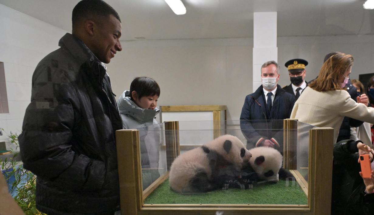 Bintang Paris Saint-Germain, Kylian Mbappe dinobatkan sebagai ayah baptis untuk dua ekor anak panda kembar yang baru lahir di kebun binatang Prancis, Kamis (18/11/2021). (AFP/Guillaume Souvant)