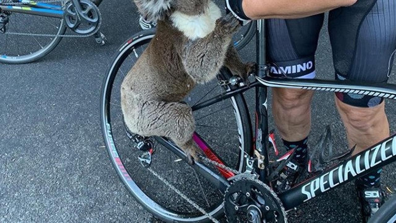 Pengendara sepeda berhenti di tengah jalan untuk memberi minum kepada koala.