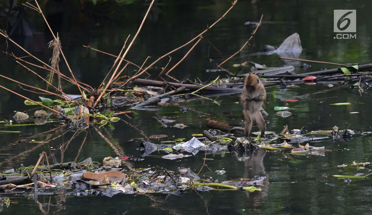 Monyet ekor panjang mencari makan kantong plastik di hutan Taman Marga Satwa Muara Angke, Jakarta,Sabtu (19/1). Kawasan Hutan Angke Kapuk terdiri dari SMMA (Suaka Margasatwa), HL (Hutan lindung) dan TWA (Taman Wisata Alam). (Merdeka.com/Imam Buhori)