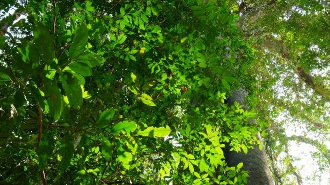 "Ini lokasi paling kaya hewan non-laut yang memiliki tulang belakang dan tim peneliti dari Pusat Penelitian dan Pendidikan Palaeontologi di Universitas Mahasarakham sudah berkerja di lokasi itu selama lebih dari 10 tahun," kata laporan peneliti.