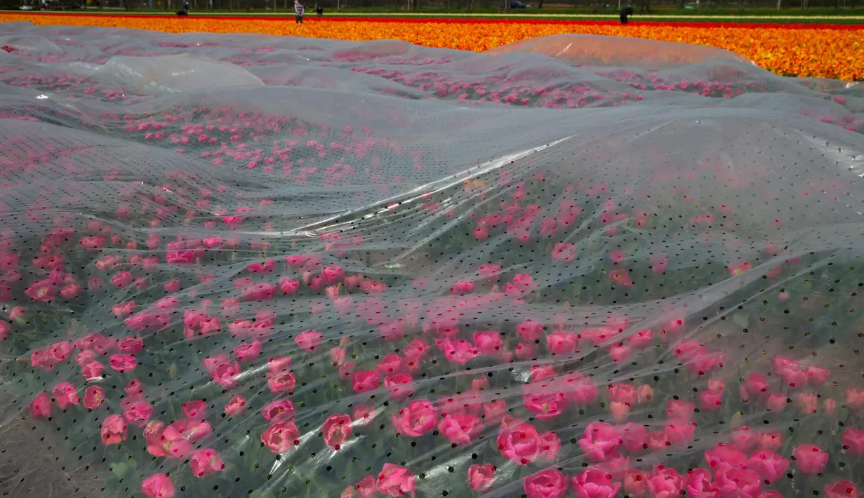 Pekerja memeriksa bunga tulip merah dan oranye di sebuah ladang dekat Lisse, Belanda tengah barat, (17/4). Pemerintah Belanda menempatkan total ekspor bunga sekitar 9 miliar euro. (AP Photo/Peter Dejong)
