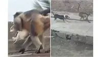 Ngeri, 250 Anjing Tewas dalam "Tawuran" Monyet vs Anjing di India
