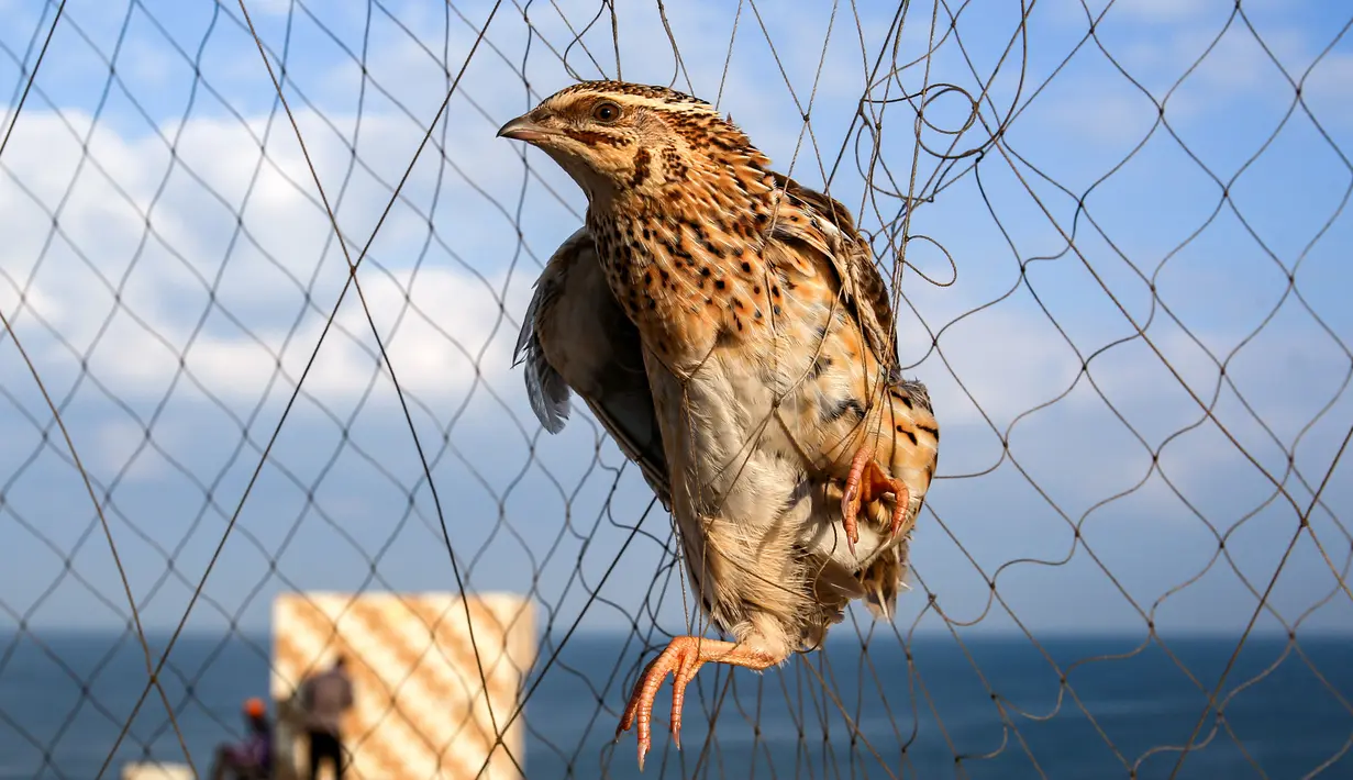 Seekor burung puyuh migran terjerat jaring perangkap di sebuah pantai di Khan Yunis di Jalur Gaza selatan (11/9/2019). Tiap tahun, burung puyuh ulai berdatangan ke pantai-pantai Mediterania pada bulan September. (AFP Photo/Said Khatib)
