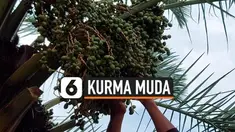 Berburu kurma muda biasa dilakukan warga di Pasuruan dan Jatim umumnya saat Ramadhan. Kurma muda dipercaya meningkatkan kesuburan suami-istrih yang baru saja menikah. Mereka berburu kurma muda langsung dari pohonnya