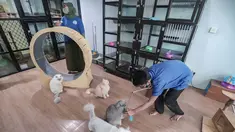 Karyawan bermain dengan kucing peliharaan yang menginap di sebuah hotel khusus hewan di Jakarta Pusat, Kamis (19/3/2026). Libur Lebaran 2026 tiba, sejumlah lokasi layanan penitipan hewan atau pet hotel mengalami lonjakan. (merdeka.com/Arie Basuki)