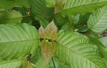 133 Orang Direhabilitasi BNN Akibat Konsumsi Tanaman Kratom, Ini Efek Sampingnya Bagi Tubuh