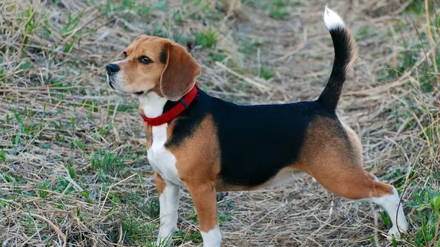 Beagle