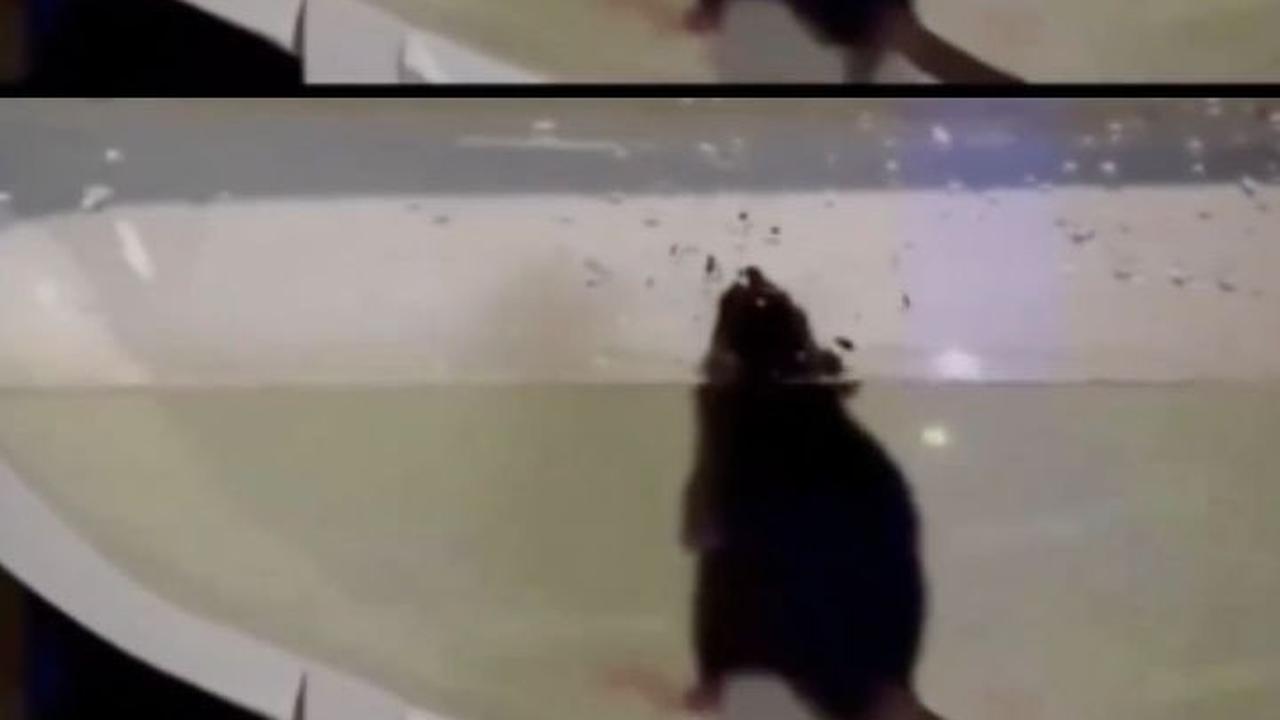 Lincahnya Tikus Berenang di Saluran Toilet yang Berkelok-kelok hingga Muncul di Kloset, Ini Penampakannya
