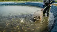Trik Ternak Ikan Sukses Walau Tanpa Air Mengalir,  7 Langkah Agar Ikan Tidak Mudah Mati