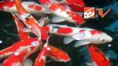 liputan6