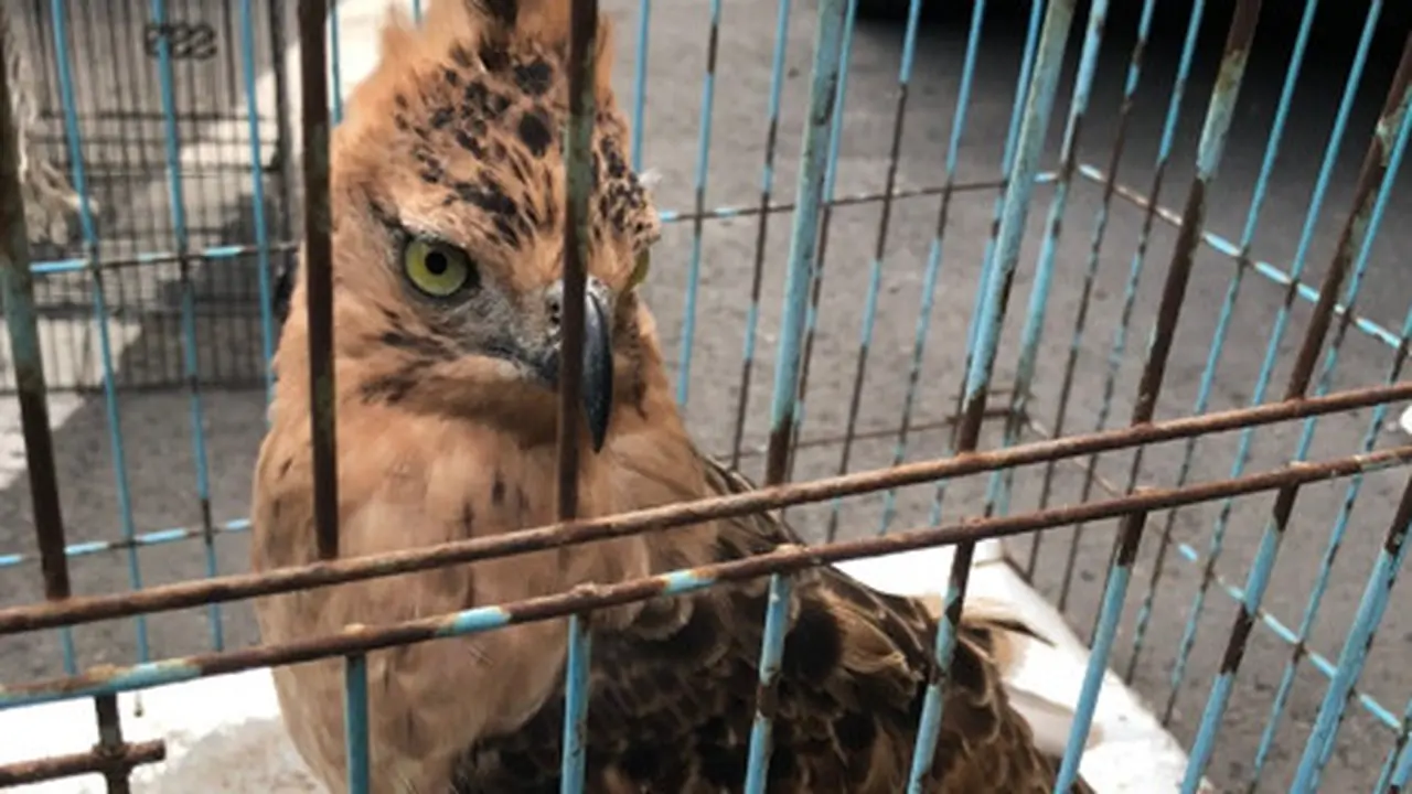 Jual Burung Garuda Lewat TikTok, Pemuda Brebes Ditangkap