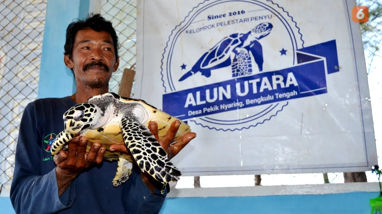 Zulkarnedi, Penyelamat Penyu Desa Pekik Nyaring Bengkulu