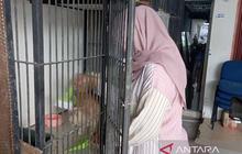 Ramainya Jasa Penitipan Kucing Lebaran di Banda Aceh Jelang Idul Fitri 2026
