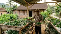 Ternak Ulat Tanpa Kandang Khusus Cocok untuk Pemula, Ini Cara Budidaya Ulat Sutra