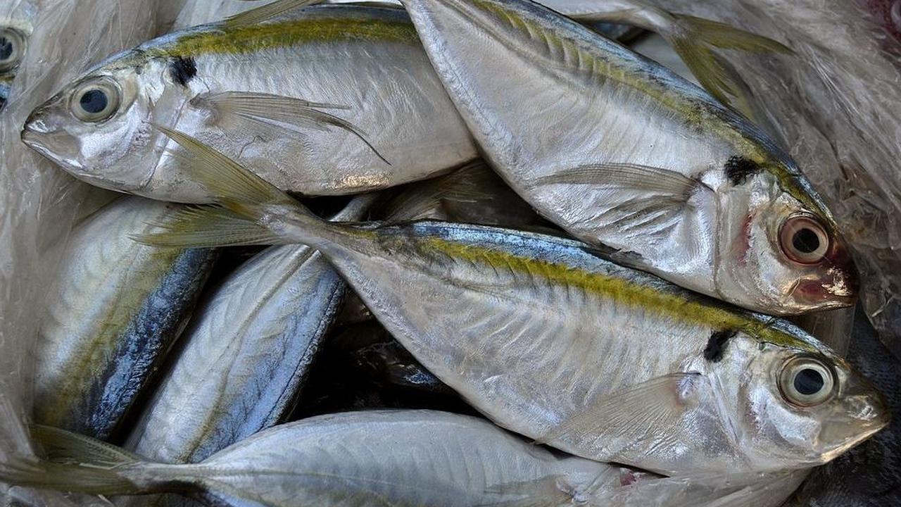 Ikan Selar