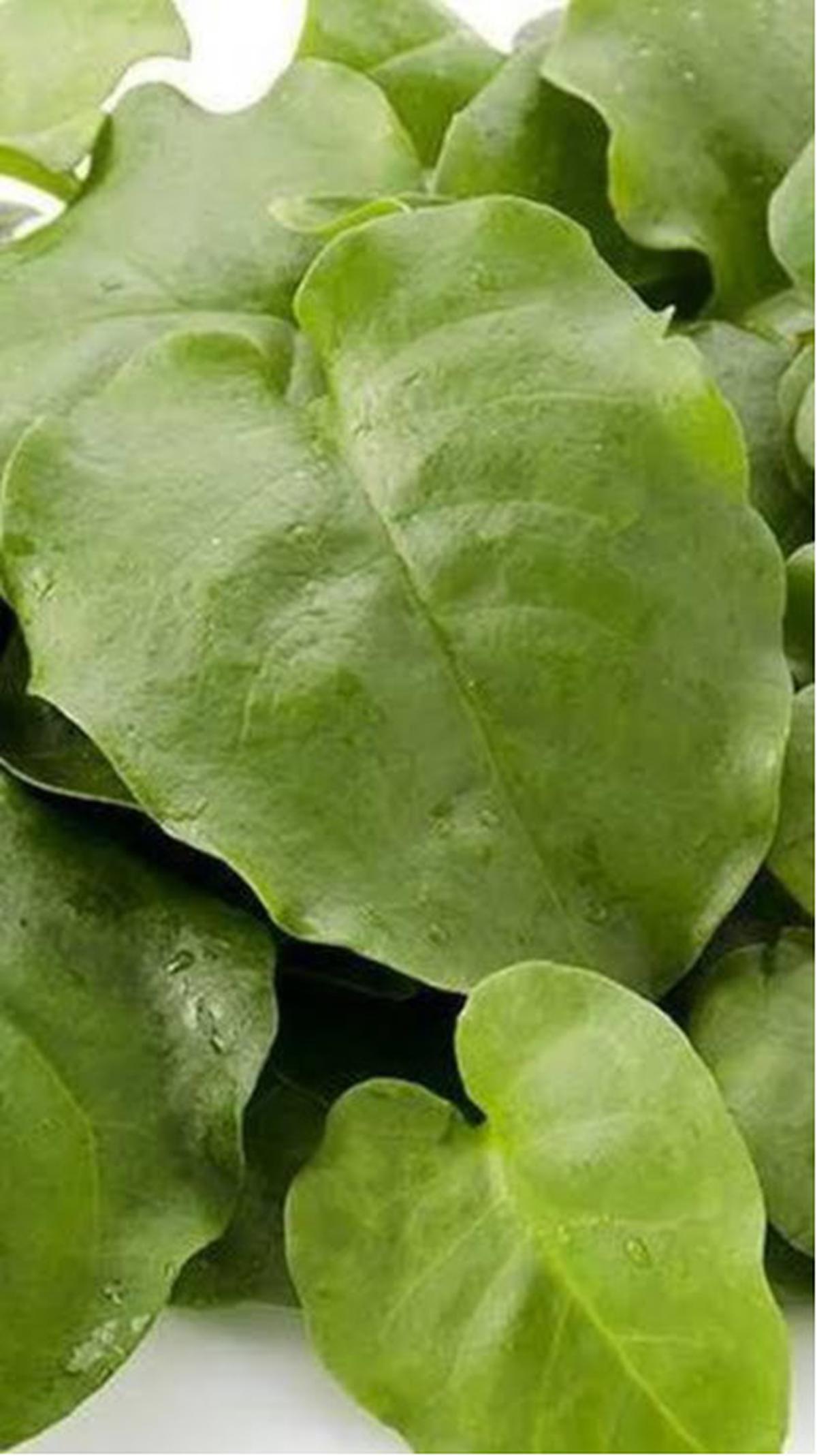 daun binahong