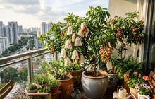 Cara Menanam Kelengkeng Itoh di Pot agar Cepat Berbuah, Cocok untuk Halaman Rumah Minimalis