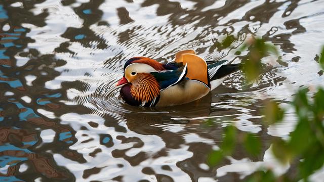 Bebek mandarin di New York