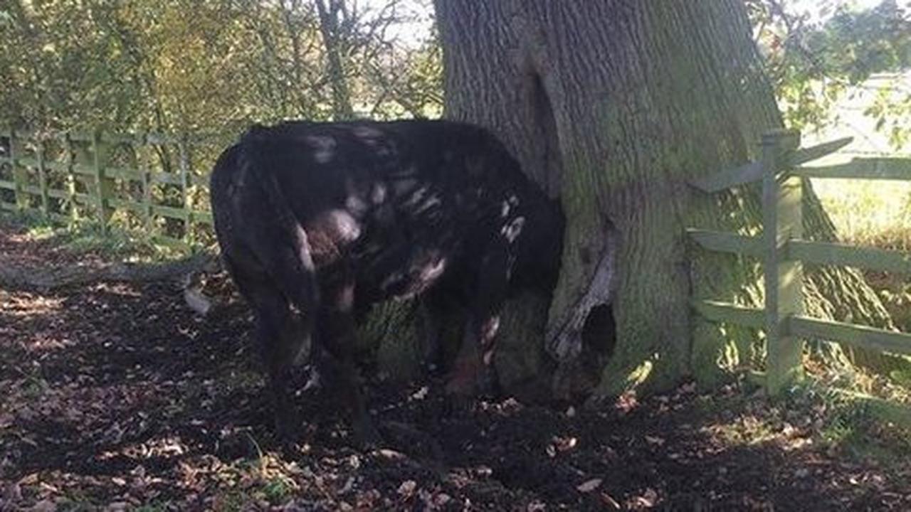 Ngamuk, kepala banteng ini 'masuk' ke pohon