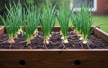 7 Tips Menanam Daun Bawang Agar Tidak Busuk Saat Musim Hujan dan Hasil Panen Melimpah