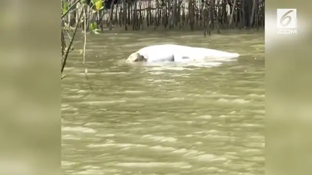 Adegan kanibalisme antarbuaya terekam oleh seorang pemandu wisata mancing di Sungai Mary, Australia.