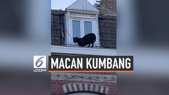 VIDEO: Gawat, Macan Kumbang Nangkring di Atap Rumah Warga