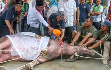 FOTO: Menghidupkan kembali Tradisi Andilan Potong Kebo jelang Lebaran  di Jakarta