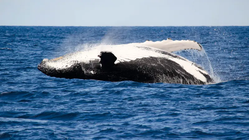 Humpback Whales