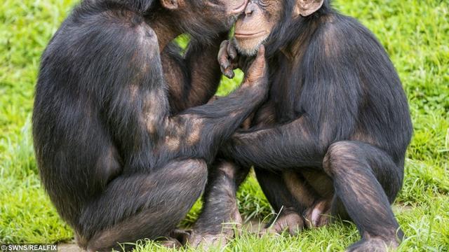 3. Simpanse Bonobo