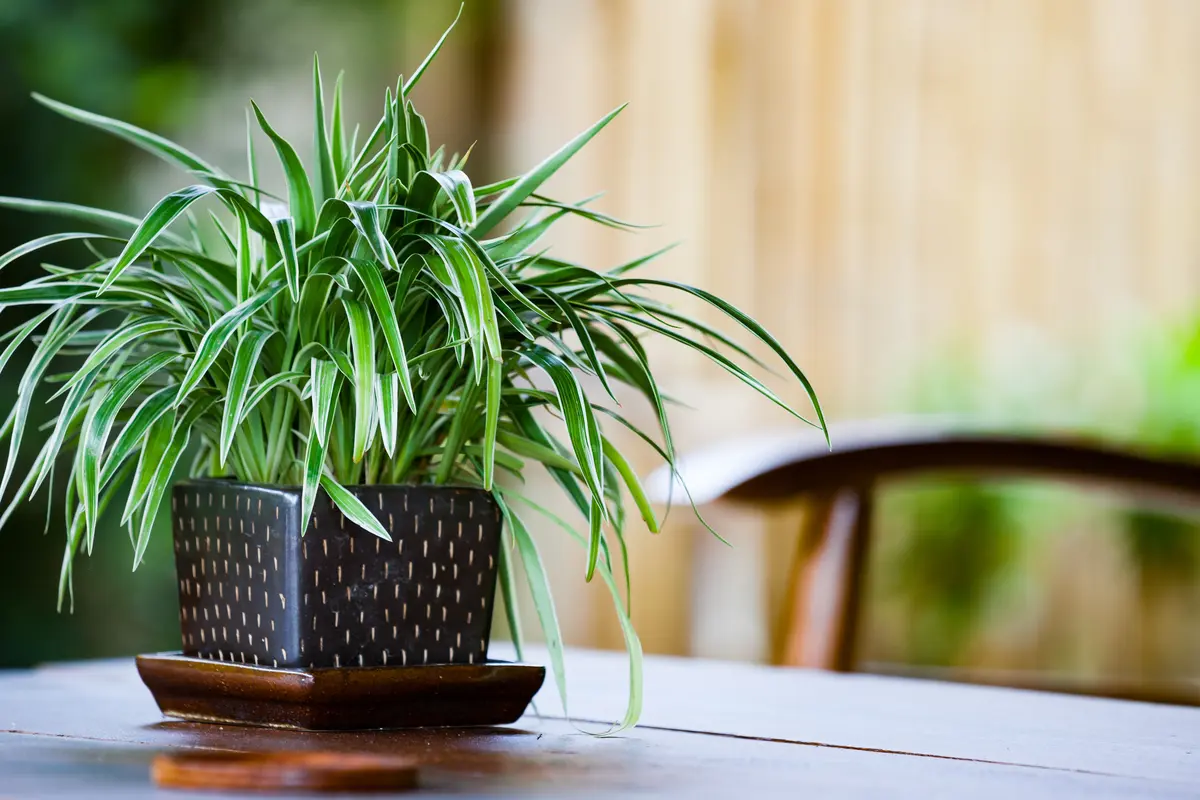 Spider Plant