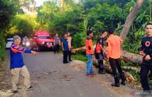 BPBD OKU Sigap Evakuasi Pohon Tumbang di Jalinsum Lengkiti, Pastikan Arus Mudik Lebaran Aman