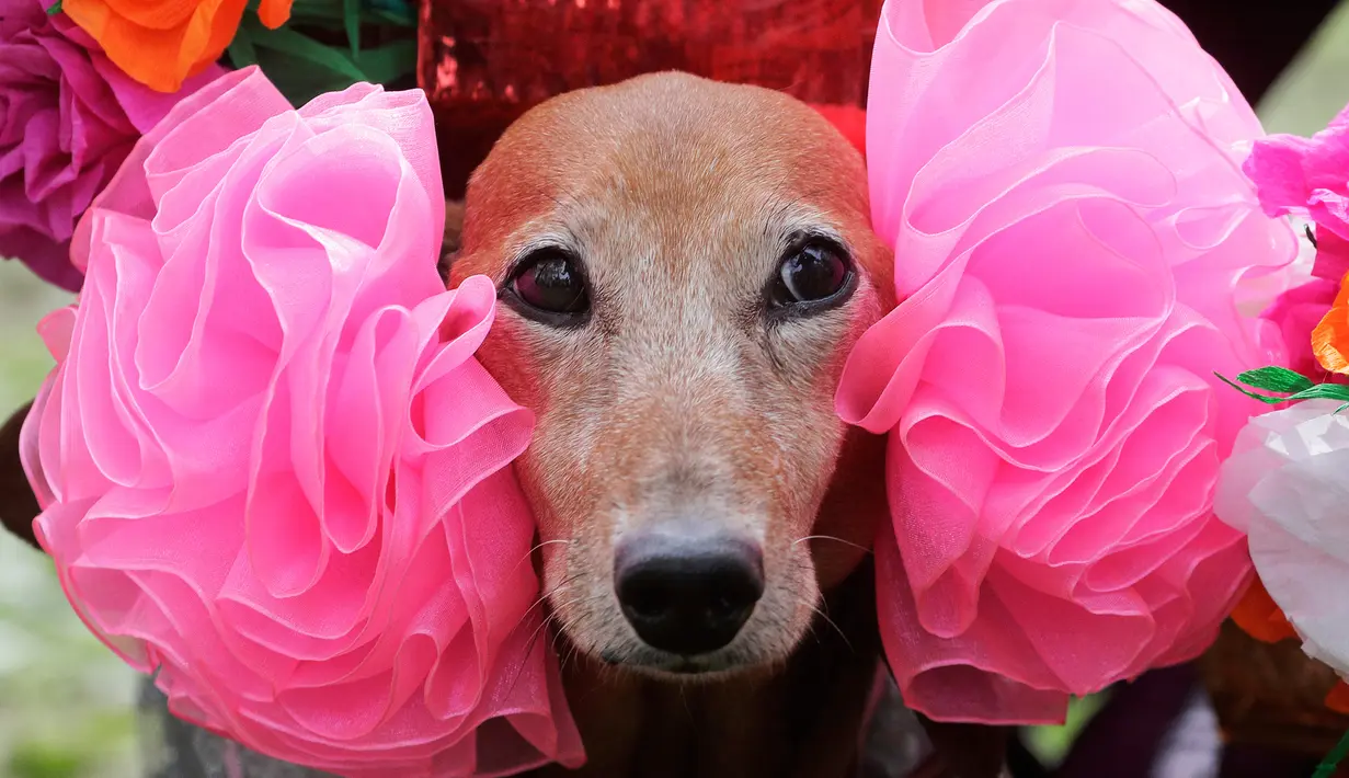 Seekor anjing jenis dachshund dihias saat mengikuti Parade Dachshund di St.Petersburg, Rusia, Sabtu (27/5). (AP Photo / Dmitri Lovetsky)