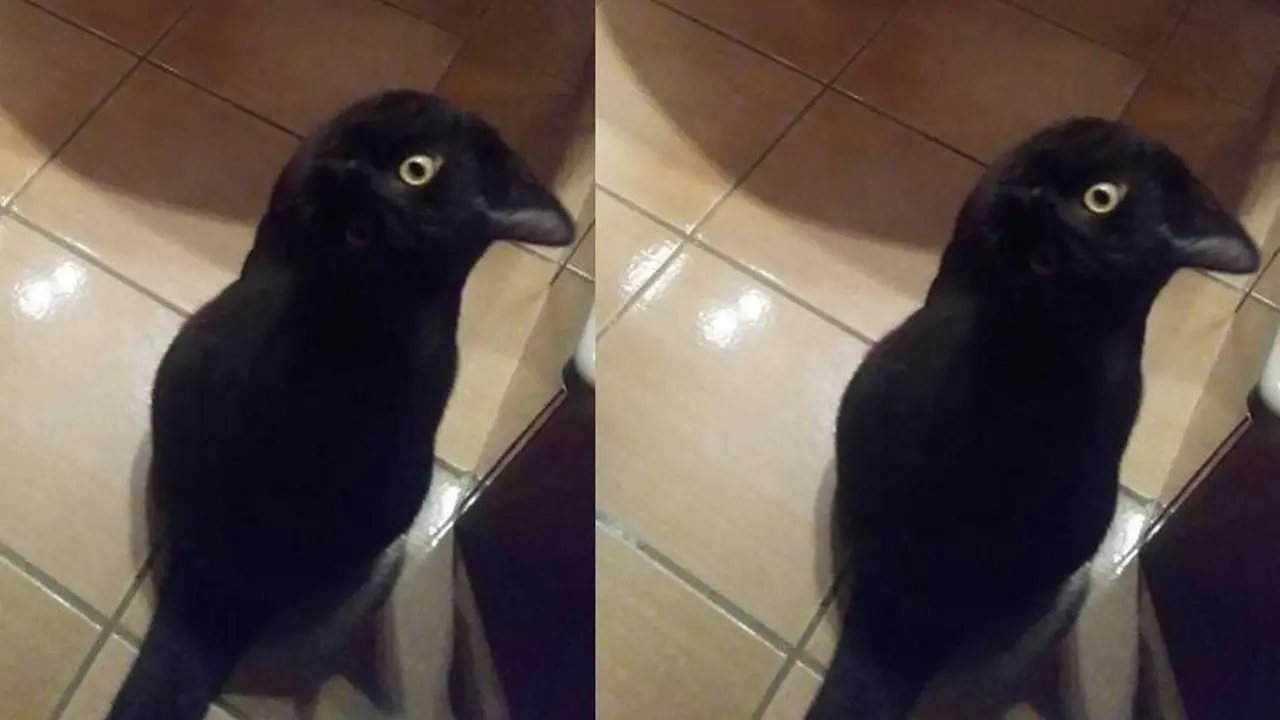 Kucing atau gagak? (foto: twitter/@RobertMaquire_)