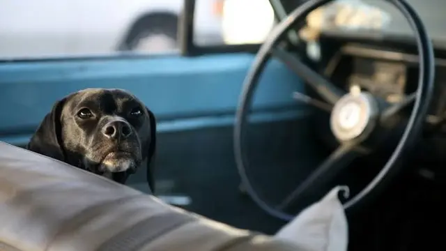 ilustrasi anjing nyetir mundur di Florida (sumber: propakistani)
