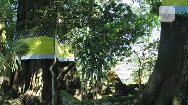 dukutan
