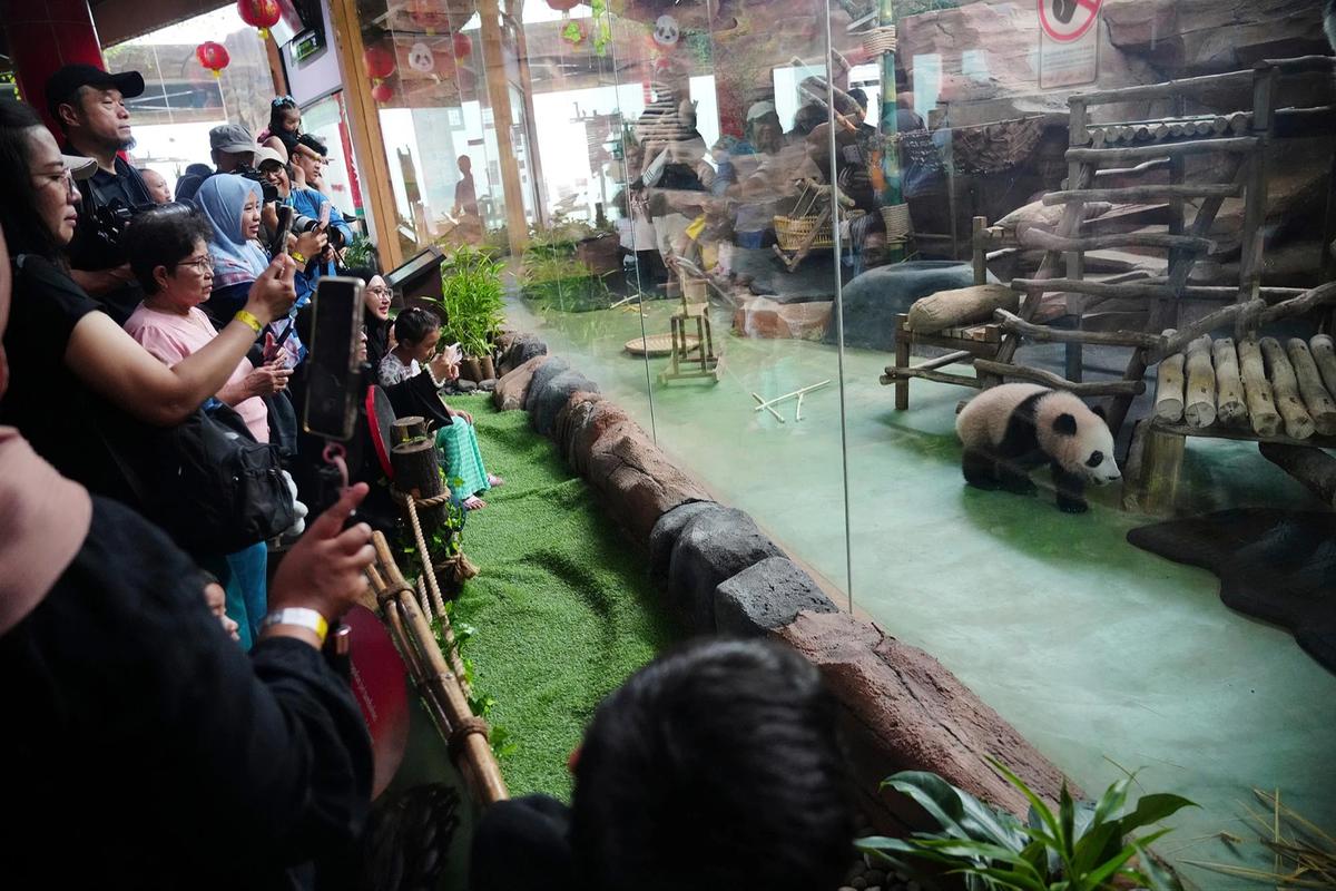 FOTO: Tingkah Lucu Rio Panda Raksasa Kelahiran Indonesia Curi Perhatian Pengunjung