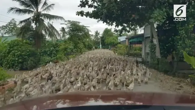 Sebuah pemandangan unik terjadi di Vietnam, saat ribuan bebek mengambil alih salah satu jalan. Akibatnya, lalu lintas di jalan itu pun terhenti karena diambil alih hewan unggas tersebut.