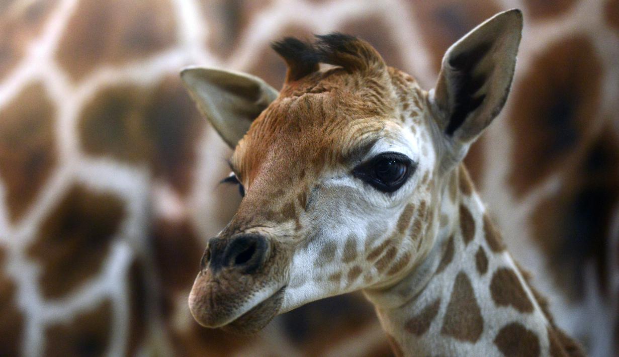 Bayi jerapah Rothschild berusia 5 hari terlihat bersama induknya di sebuah kebun binatang di Praha, Selasa (29/1). Jerapah jenis ini hidup di dua negara bagian Afrika, yaitu Kenya dan Uganda, dan sebagian besar hidup di Kenya. (Michal Cizek / AFP)