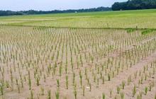 Dorong Swasembada Pangan, Pemkab Lebak Minta Petani Tingkatkan Indeks Tanam Jadi 3 Kali Setahun