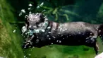 Seekor berang-berang cakar kecil Asia terlihat menyelam di bawah air di Kebun Binatang Shanghai di Shanghai, China timur, pada 10 Juni 2020. Berang-berang yang paling kecil ukurannya di dunia tersebut statusnya menurut IUCN adalah Vulnerable atau rentan terancam punah. (Xinhua/Zhang Jiansong)