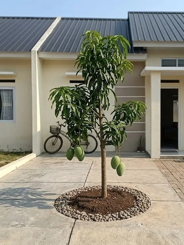 Pohon Buah untuk Rumah Subsidi yang Tidak Membuat Halaman Jadi Sarang Tikus